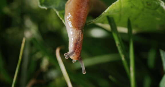 惊人的动物鼻涕虫在绿草上爬行