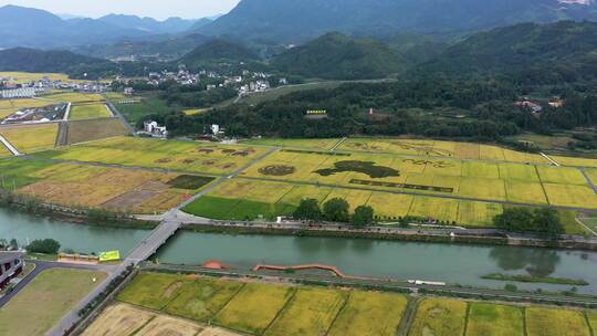 浙江杭州大同建德稻香小镇金色稻田田园风光