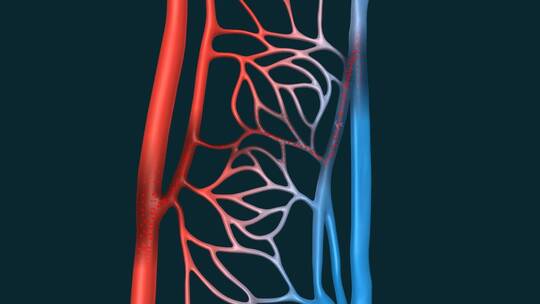 医学血管动静脉毛细血管血液肺循环动画视频素材模板下载