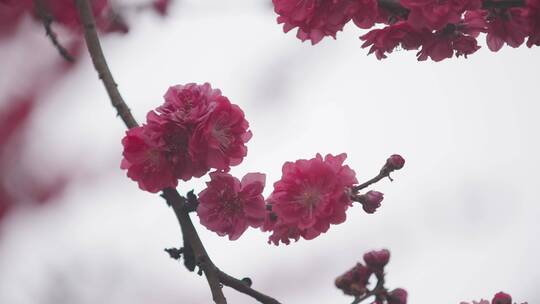 千叶桃花盛开