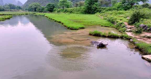 广西桂林田心村状元桥水牛在河里洗澡