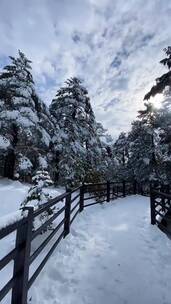 大自然，森林雪景，悦耳鸟鸣声，潺潺流水声