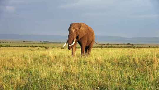 大象 亚洲象 非洲象