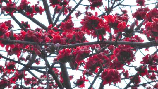 盛开的红色木棉花特写