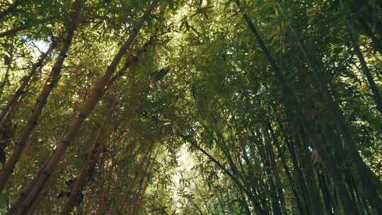 竹，植物，悬垂，天线