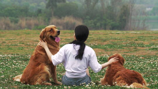 美女坐在草地上抚摸两只宠物犬金毛狗视频素材模板下载