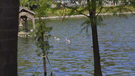 2023广州动物园游览野鸭视频素材模板下载