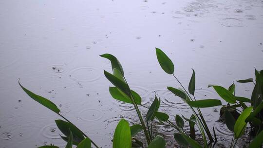 下雨天雨水滴落在池塘