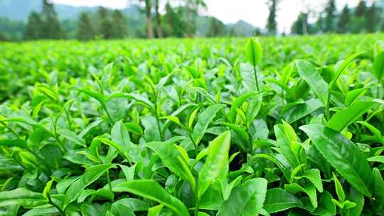 明前茶茶园茶山茶叶美景景色