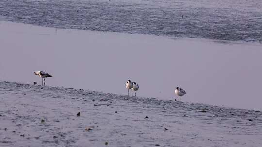 S反嘴鹬、湿地、清洁、同伴、觅食