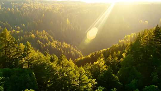 4K阳光透过森林