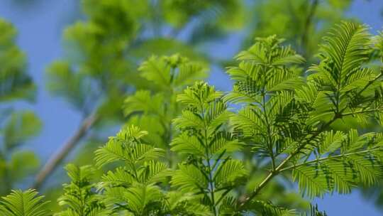 治愈温暖实拍夏天小清新树叶光影视频视频素材模板下载