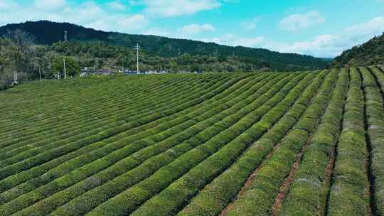 航拍茶园茶山风光