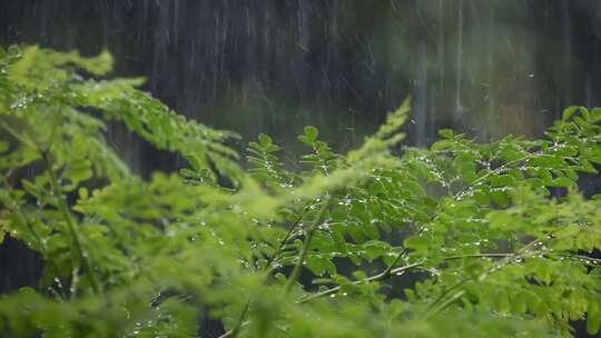 大雨中的植物