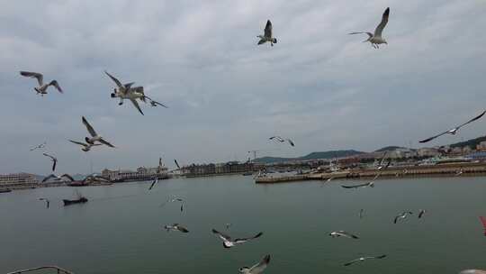 大海海洋蓝天海鸥飞翔实拍