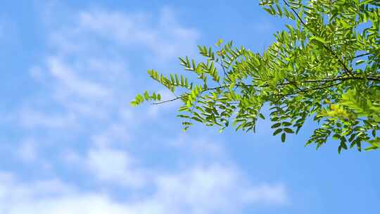 蓝天白云 夏天清新天空 日系天空