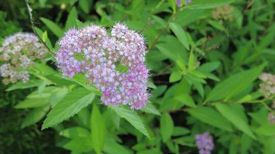 城市公园鲜花盛开实拍