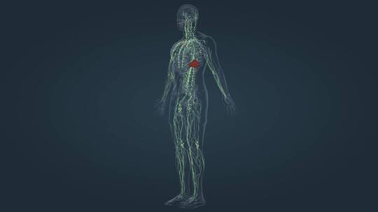 淋巴系统 三维人体 器官 内分泌 医学动画视频素材模板下载