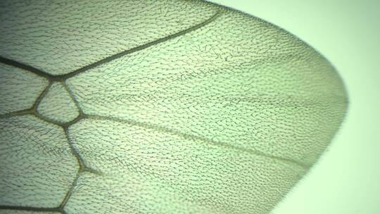 显微镜下放大100倍的昆虫翅膀（膜翅目）