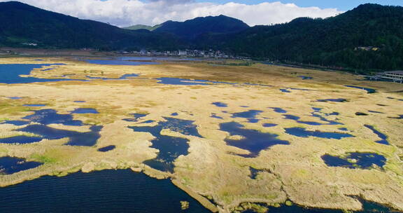 冬季金黄的腾冲北海湿地