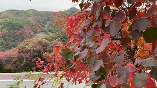 山东淄博博山柿岩古村，秋季满山红叶景观