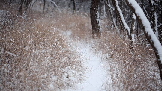 冬天下雪草地里的雪