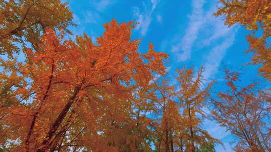 秋天的银杏树视频素材模板下载