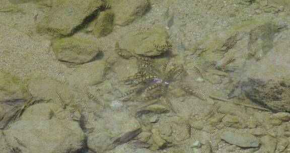 生态溪水野生溪鱼石斑鱼