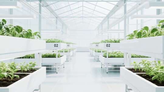 现代化温室大棚蔬菜种植场景
