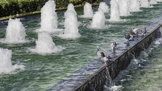 喷泉边的鸽子