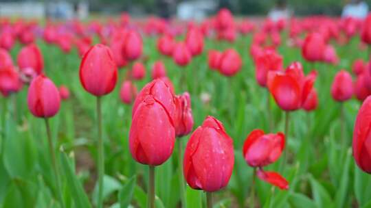 带水珠的红色郁金香花田