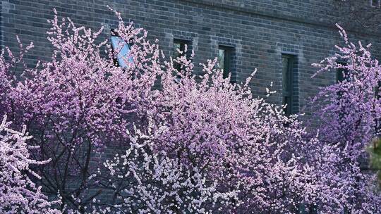 春天盛开的粉色桃花碧桃花朵特写视频素材模板下载