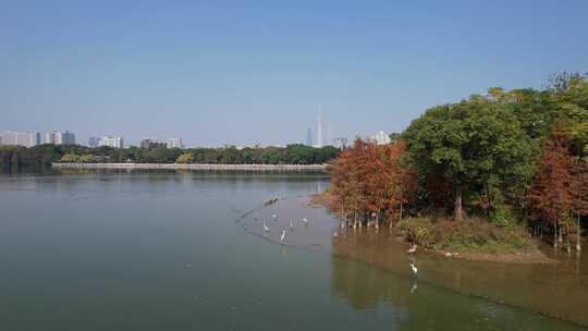 广州海珠湖水杉