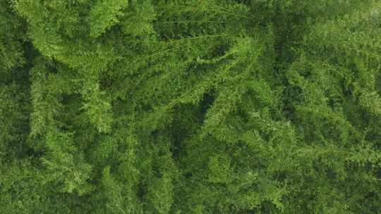 绿植竹林下雨天