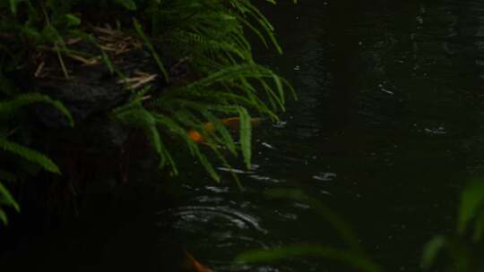 雨中畅游的锦鲤实拍