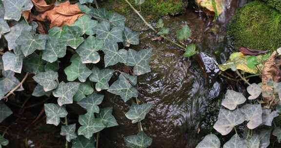 热带雨林森林溪水美丽的厥类植物