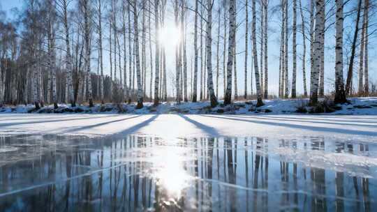 冬日白桦林结冰湖面阳光景象