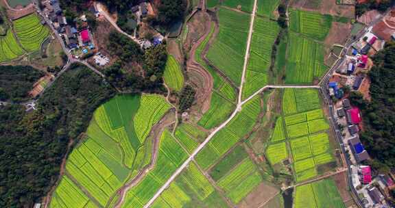 美丽乡村油菜花海