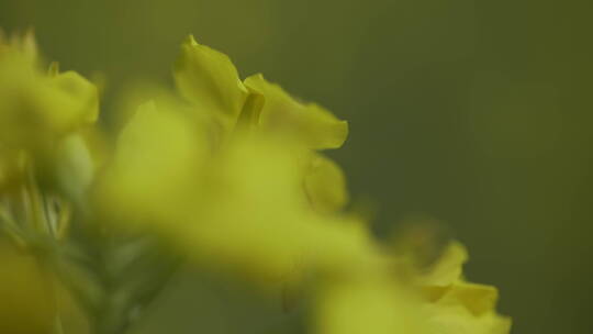 油菜花菜花视频素材模板下载