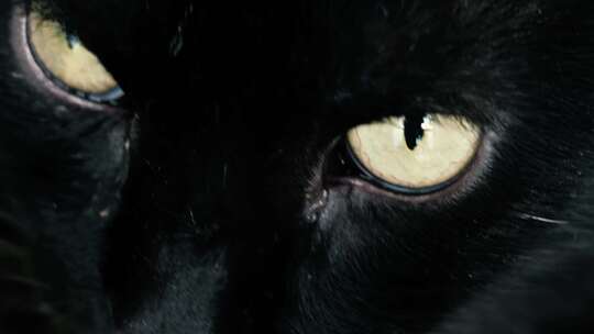 横版霸气眼神黑猫