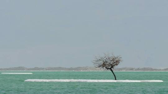 海里的一棵树