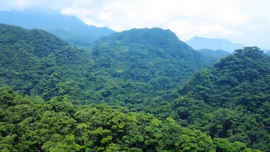 郁郁葱葱的山林全景