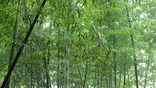 竹海竹叶沉浸式雨天滴水的竹林