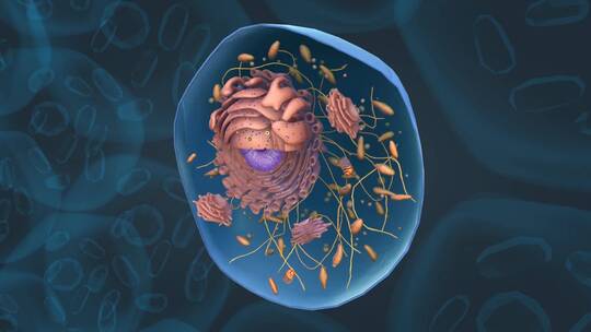 医学微观细胞核内质网肝脏肝细胞三维动画