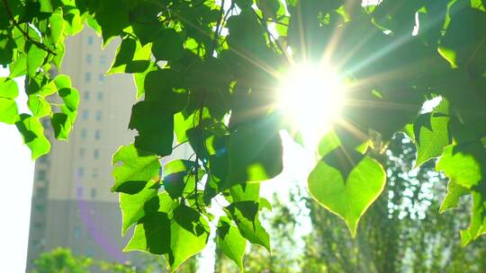 清晨树叶阳光夏天小清新-夏天绿叶阳光