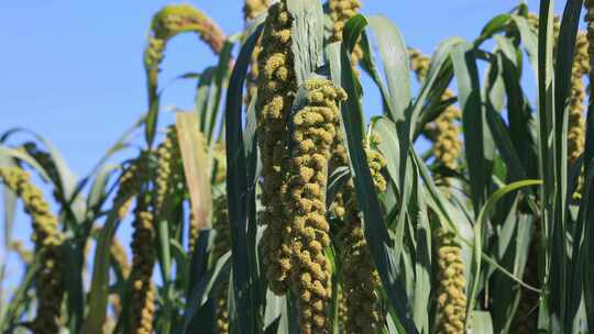 【合集】实拍田地里成熟的小麦 杂粮 丰收