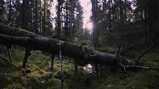 森林中倒地的太树，阳光照进森林