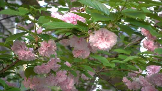 长沙市植物园日本晚樱盛开