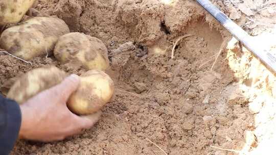 农民刨马铃薯土豆生态健康绿色特写视频素材模板下载