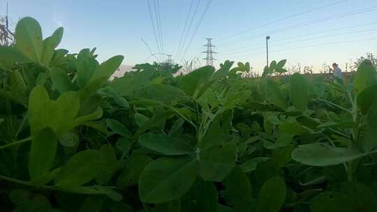 花生种植 花生丰收  特殊视角